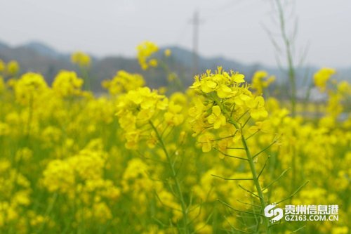 贵定金海雪山景区