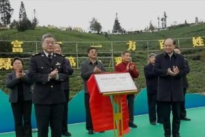 “中国第一采·黔地早茶香”燃动普安 3万茶农 早茶交易额3.8亿引关注